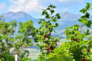 Feilerhof Klausen in Südtirol 45