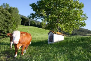 Vacanza in famiglia al maso 01