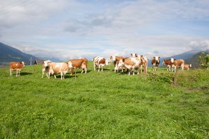 Familienurlaub auf dem Bauernhof 02